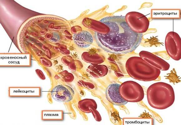 основные компоненты крови