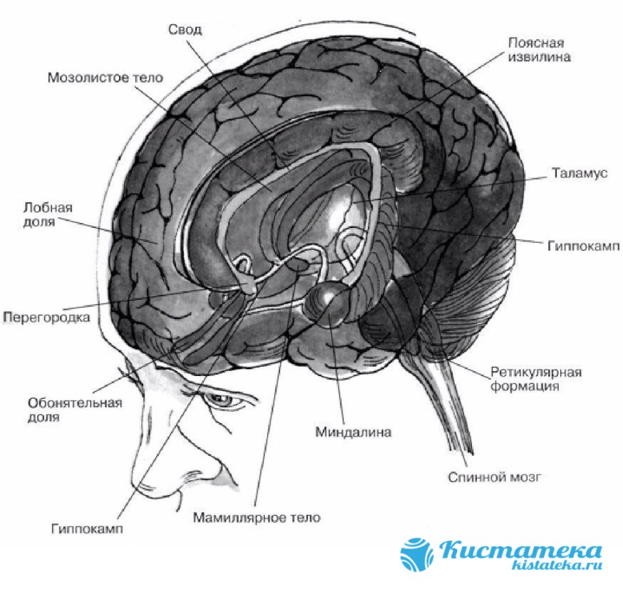 Внутренние признаки головного мозга. Лимбическая система головного мозга. Лимбическая система головного мозга анатомия. Структуры лимбической системы головного мозга функции. Поясная извилина лимбической системы.