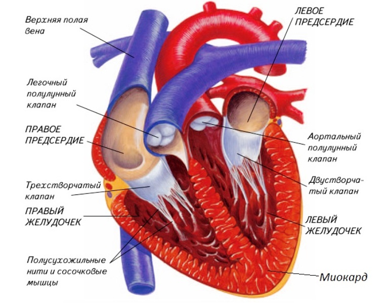 Строение сердца и расположение миокарда 
