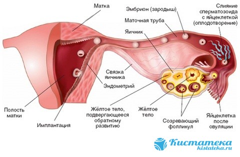Тельце зарождается после овуляции в случае наступившей беременности под действием гормона гипофиза