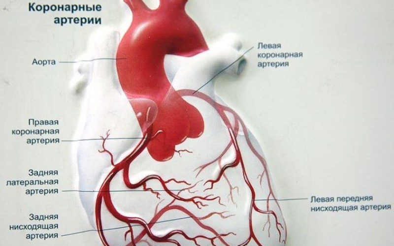 Расположение коронарных артерий