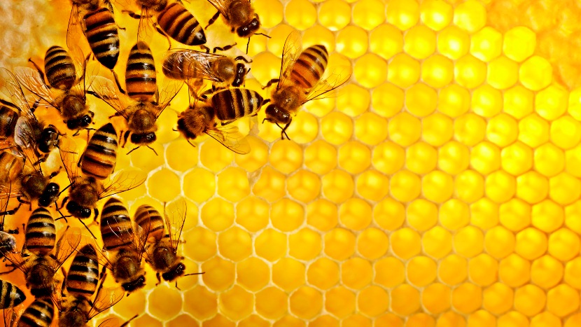 Воск пчелиный от варикоза - его полезные свойства
