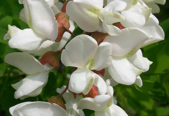 Цветы белой акации при варикозном расширении вен