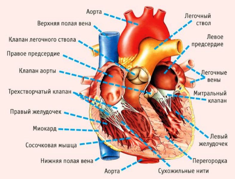 Строение сердца и расположение желудочков