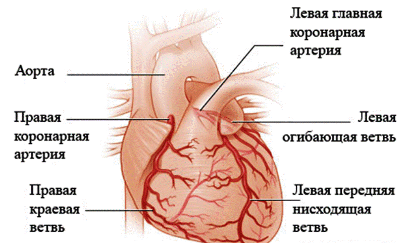 Строение сердца и расположение коронарных артерий 