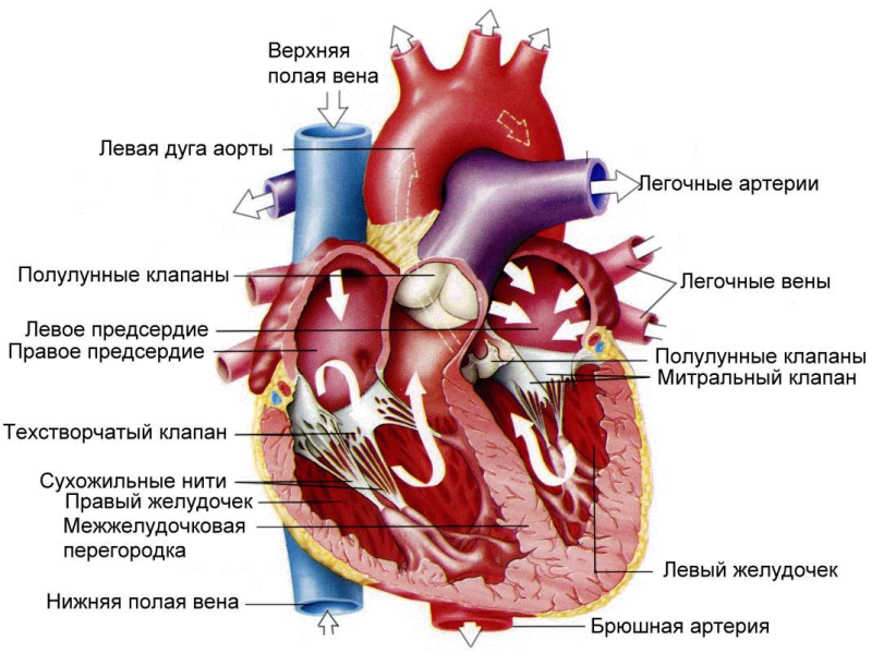 Строение сердца человека 