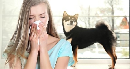 аллергия на собак