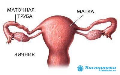 Труба представляет собой проод между маткой и яичниками