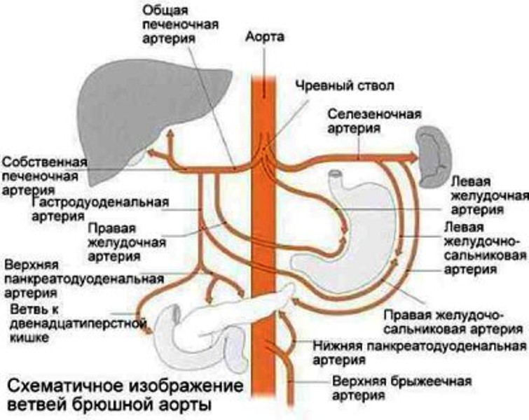 Схема расположения органов 