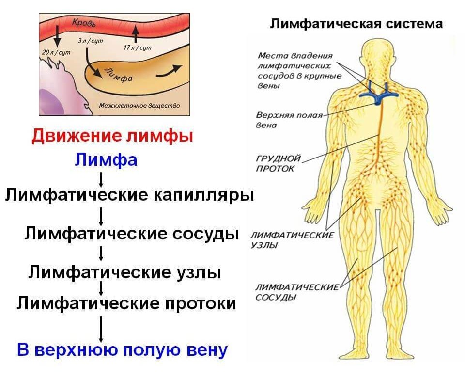 Функции лимфатической системы