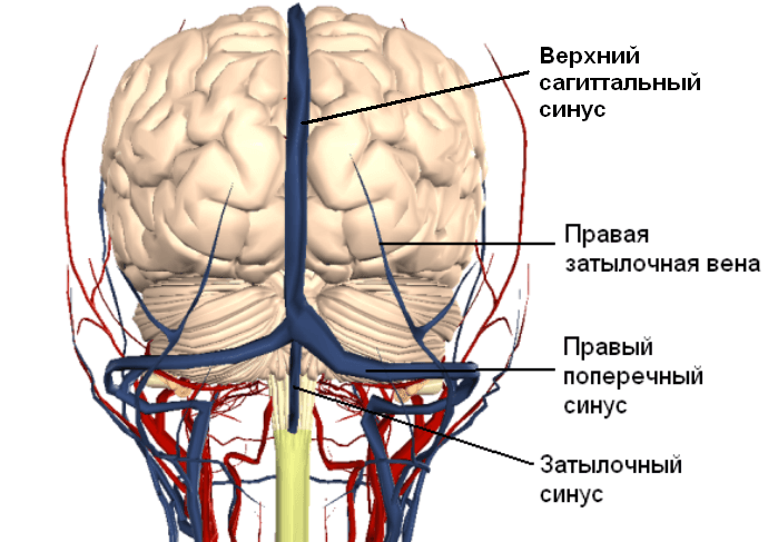  Кровоснабжение головного мозга