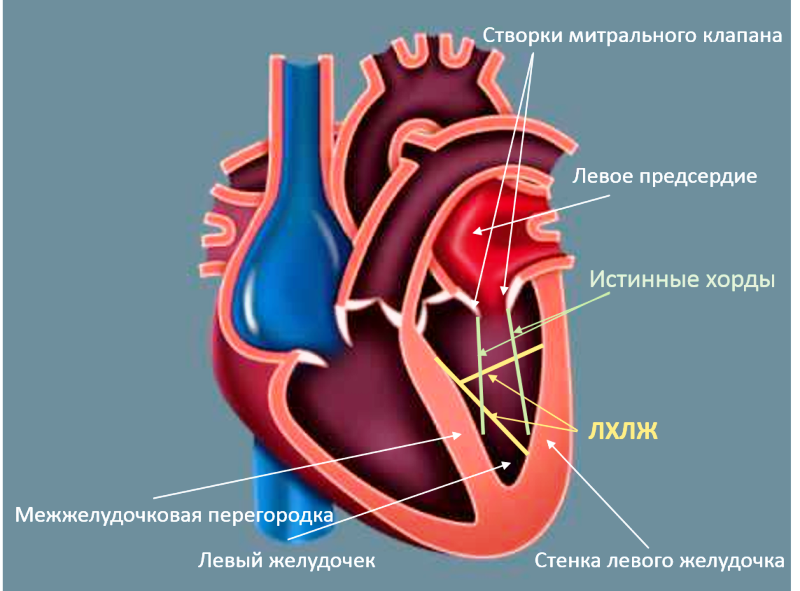 Расположение левого желудочка сердца 