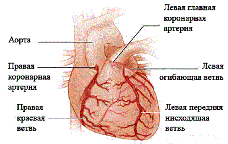Коронарные артерии 