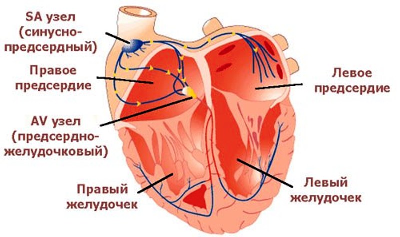 Сердечная проводящая система 