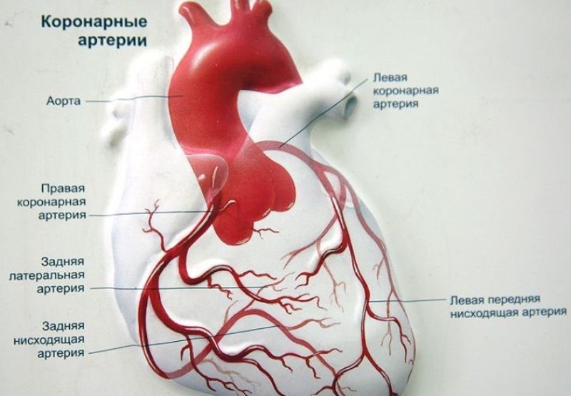 Расположение артерий 