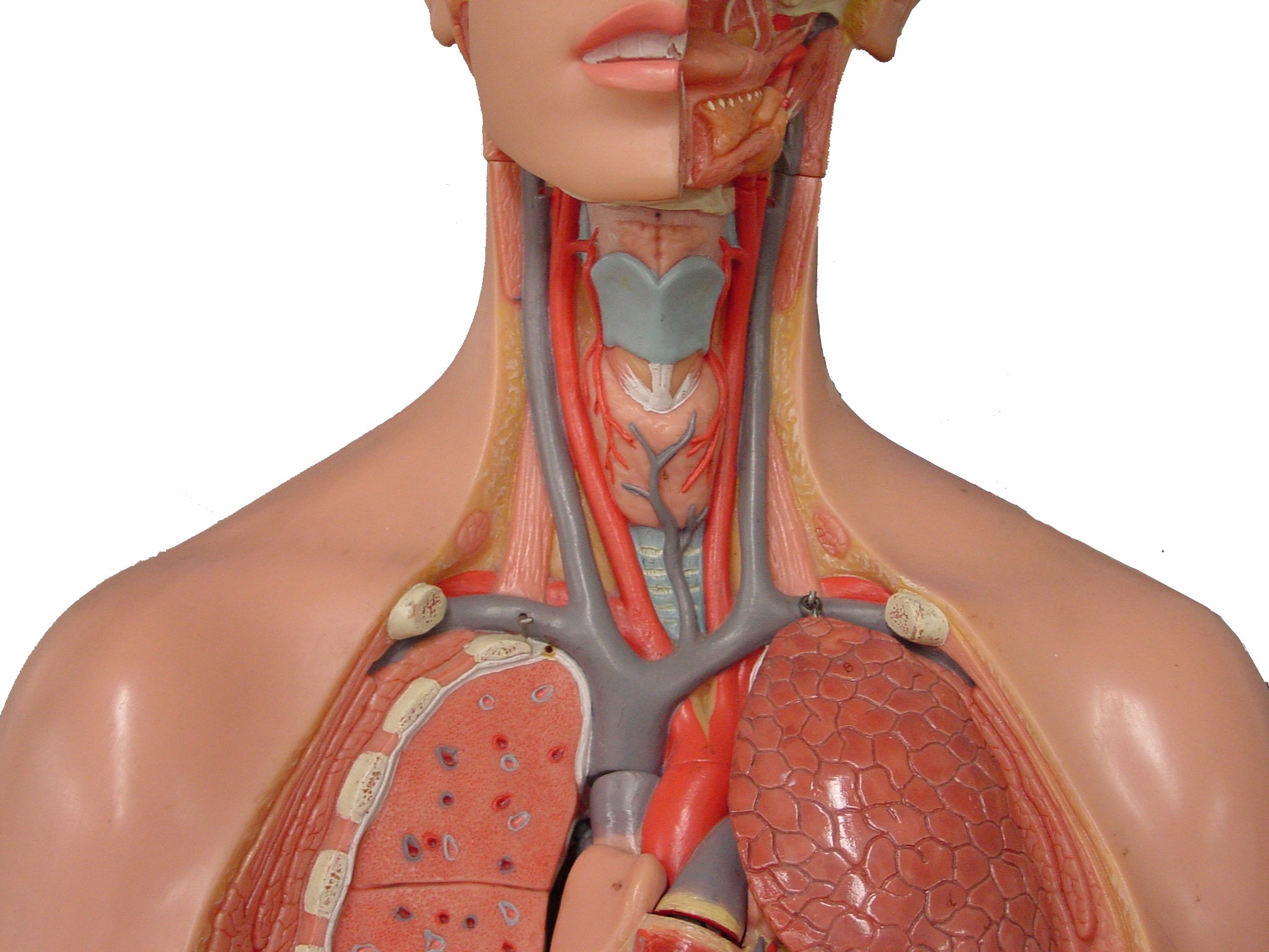 Подключичная Вена анатомия