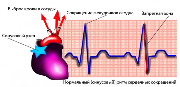 Говоря о нормальном сердечном ритме, необходимо иметь ввиду, что для него характерна частота от 60 до 90 ударов сердца в минуту